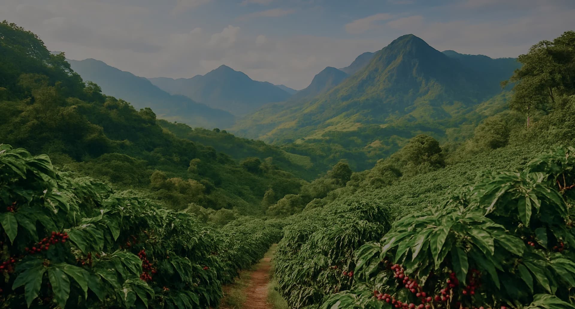 Constructora 1A - Comprar desde el exterior